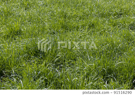 green grass and plants grow in cloudy summer weather 91516290