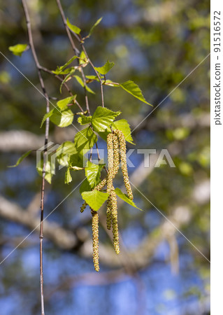 birch catkins during flowering in the spring season 91516572