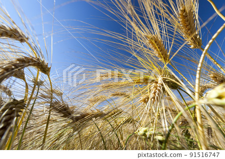 agricultural field with mature golden yellow cereals agricultural field with mature golden yellow cereals 91516747