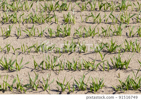agricultural fields with a large number of young green cereal wheat as grass agricultural fields with a large number of young green cereal wheat as grass 91516749