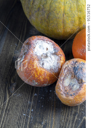 spoiled pumpkin food that has not been used and is garbage spoiled pumpkin food that has not been used and is garbage 91516752