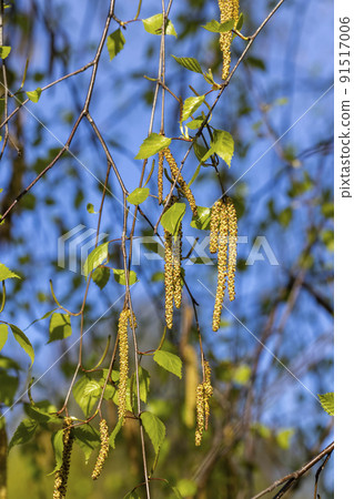 birch catkins during flowering in the spring season birch catkins during flowering in the spring season 91517006