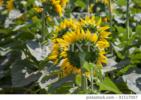 blooming yellow sunflowers in the summer season blooming yellow sunflowers in the summer season 91517007