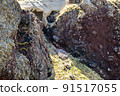 北海道神威岬的露頭地層（岩石表面） 91517055