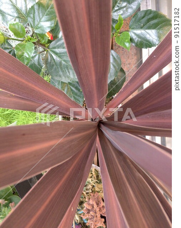 Sennenboku Millennium Tree Sennensou Tea Cordyline Ornamental plant called Cordyline 91517182
