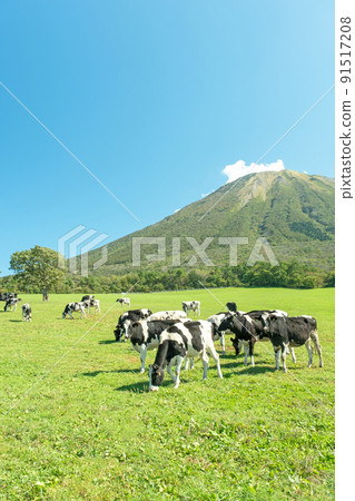 Cows grazing in Daisen (near Daisen Makiba Milk Village) 91517208