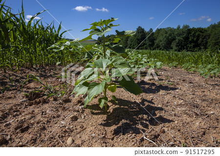 green sunflower sprouts on a mixed agricultural field green sunflower sprouts on a mixed agricultural field 91517295