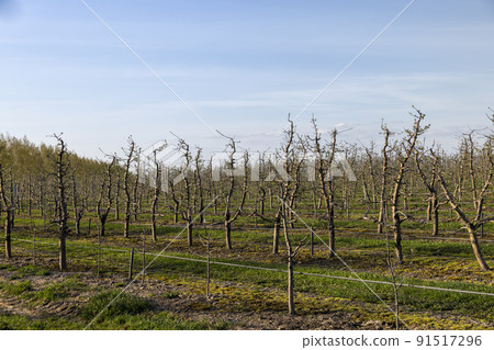 orchard with apple trees to harvest apples 91517296