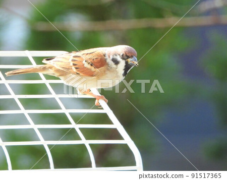 Sparrow 91517365