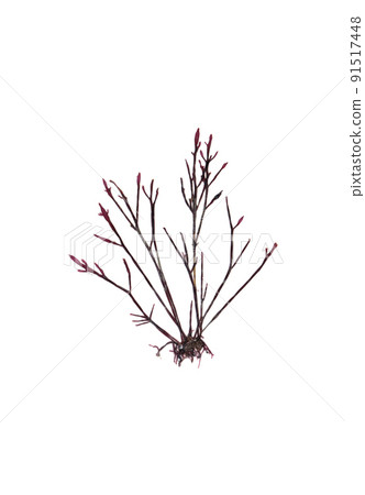 Seaweed Red algae Weapon Fushi Red seaweed 91517448