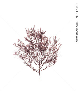 海藻 紅藻 天草 紅海藻 海藻 紅藻 天草 紅海藻 91517449