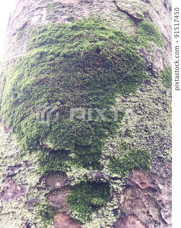 長在樹上的漂亮苔蘚 長在樹上的漂亮苔蘚 91517450