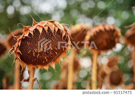 Dry ripe sunflower close up detail, blue bright sky and field soft blurry background 91517473