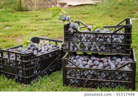 Harvest of blue plums in plastic boxes. Selective focus on the box with plums. 91517499