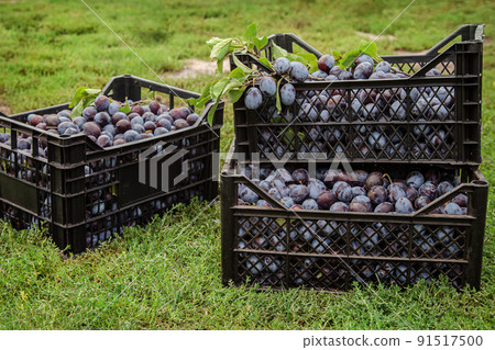 Harvest of blue plums in plastic boxes. Selective focus on the box with plums. 91517500