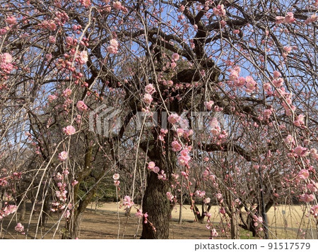 在埼玉縣所澤市的航空紀念公園內，三月盛開的粉紅色垂枝梅。 91517579