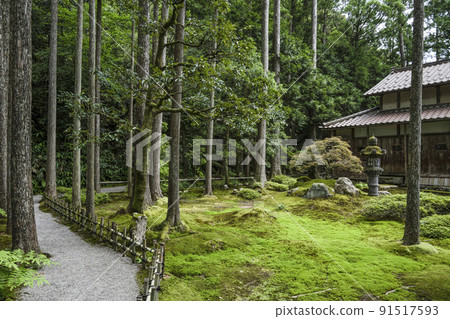 智慧之森，日常苔蘚之鄉 91517593