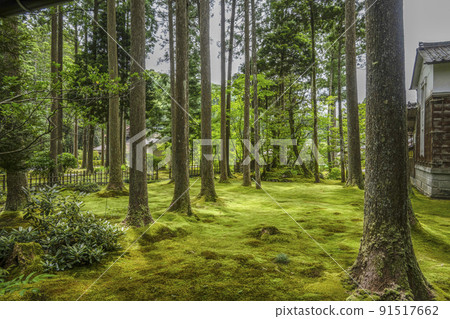 Forest of Wisdom, the village of daily moss 91517662