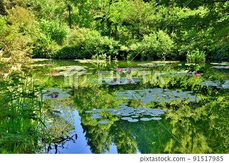 以藍色睡蓮聞名的高知縣莫奈花園的水上花園 91517985