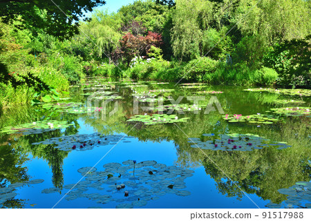 Water garden in Monet's garden, Kochi prefecture, famous for its blue water lilies 91517988