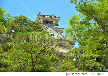 初夏的高知城天守閣 91518393