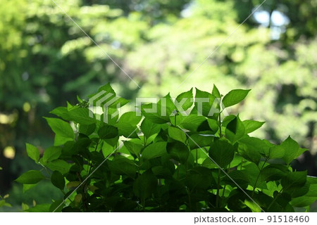 向天空延伸的新鮮綠色 91518460