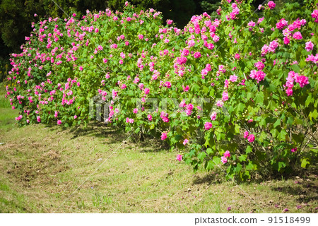 Confederate rose flower planting Confederate rose flower planting 91518499