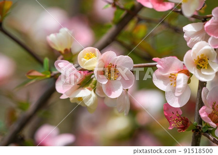 一朵在燈光下盛開的淡粉色散景花 91518500
