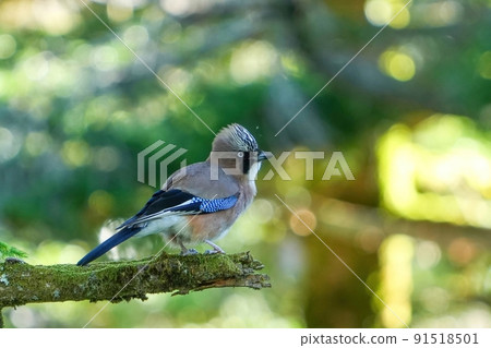 A jay relaxing in the shade of a tree 91518501