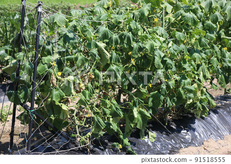 A state of a cucumber field in the midsummer hot summer day 91518555