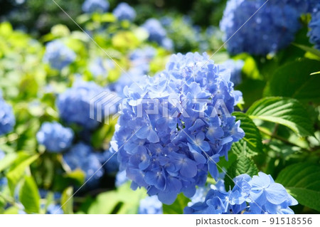 Hydrangea of Gomadoyama Hydrangea of Gomadoyama 91518556