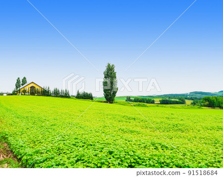 Summer Hokkaido Biei Ken and Mary Tree 91518684
