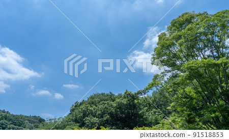 Trees and blue sky on a sunny day 91518853