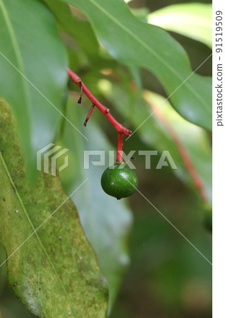 Machilus japonica fruit 91519509