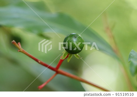 Machilus japonica fruit Machilus japonica fruit 91519510