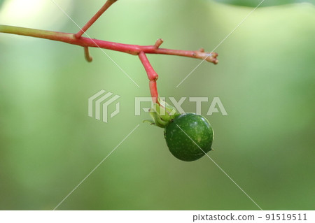 Machilus japonica fruit Machilus japonica fruit 91519511