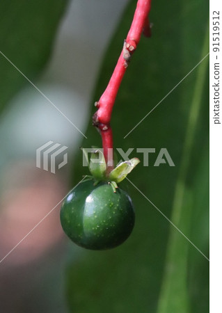 Machilus japonica fruit Machilus japonica fruit 91519512