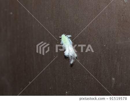 青葉羽衣的幼蟲棲息在門上 青葉羽衣的幼蟲棲息在門上 91519578