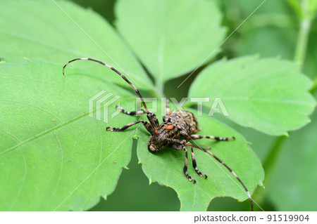 Longhorn beetle parasitized by mites (Saitama Prefecture / July) 91519904