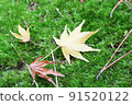 Autumn leaves on the moss 91520122