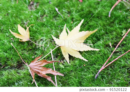 Autumn leaves on the moss Autumn leaves on the moss 91520122