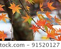Colored leaves 91520127