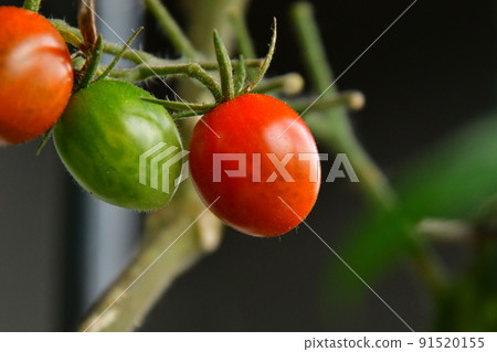 Mini Tomato Mini Tomato 91520155