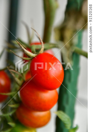 Mini Tomato Mini Tomato 91520168
