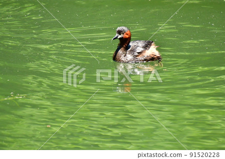 Inokashira Park Little Grebe 91520228