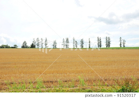 [Mild Seven Hills, where larch trees line up in a row on the top of the slope of the wheat field in Biei Town] 91520317