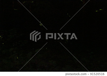 螢火蟲之舞 源氏螢火蟲米司矢部町[兵庫縣] 91520516