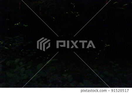 螢火蟲之舞 源氏螢火蟲米司矢部町[兵庫縣] 91520517