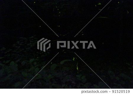 Firefly Dance Genji Firefly Yoneji Yabu Town [Hyogo Prefecture] 91520519