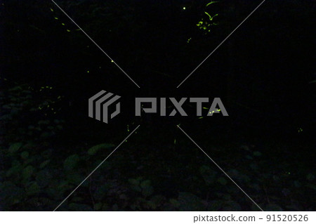 螢火蟲之舞 源氏螢火蟲米司矢部町[兵庫縣] 91520526